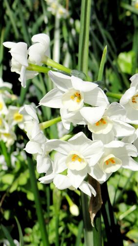 White Flowers, Canberra, ACt.